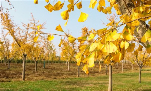 西安高橋墓園在哪個地方