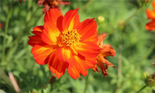 西安鳳棲山公墓能去嗎