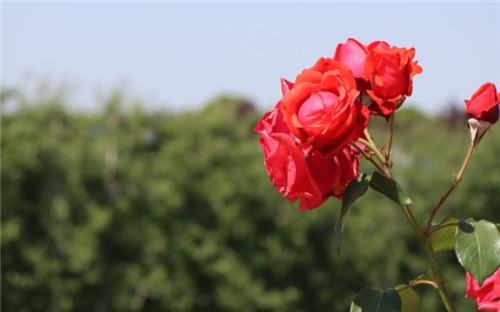 西安漢陵墓地電話