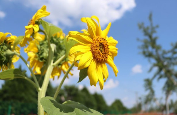 西安九龍山墓地能去祭掃嗎,西安九龍山墓地的開放時間和祭掃指南