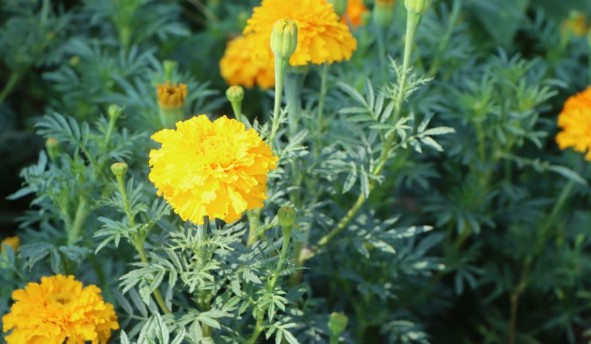 西安墓園報價 - 西安墓地一般多少錢