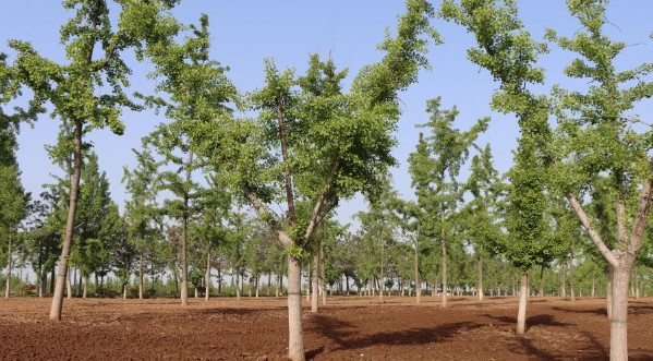 鳳棲山墓園提供專業(yè)、人 性化、溫馨化的殯葬服務(wù)