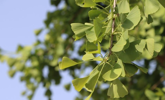 西安周邊的墓地哪個好