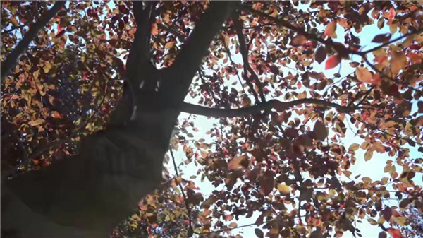 西安壽陽山墓園介紹購買的流程