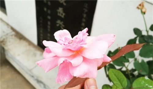 西安壽陽山墓地年限