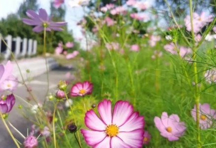 西安市長安區(qū)鳳棲山墓園價格